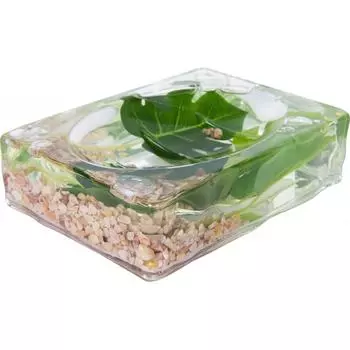 Мыльница Monstera