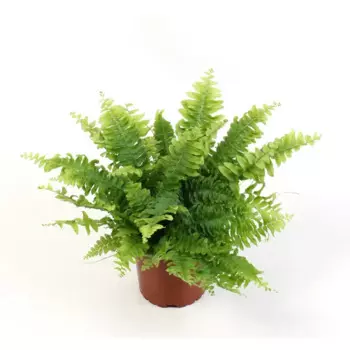 Нефролепис 12 h30 см