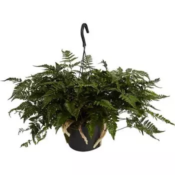 Нефролепис соната в подвесном кашпо d19 h55