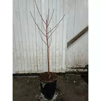 Нектарин Биг Топ 23 h120 - 140 см