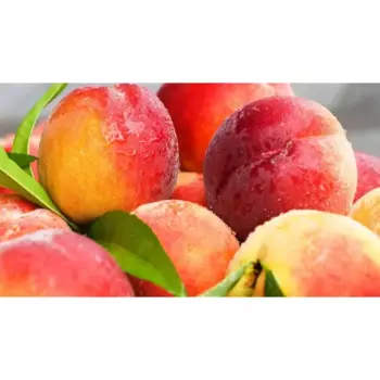 Нектарин «Лола» C4 высота 110 см