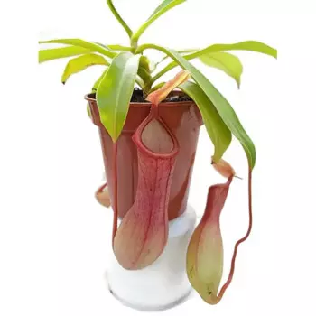 Непентес насекомоядный 9 h15 см