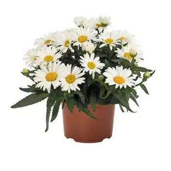 Нивяник Серебряная принцесса 17 см h35-45 см