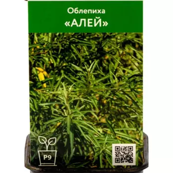 Облепиха Алей h70 см