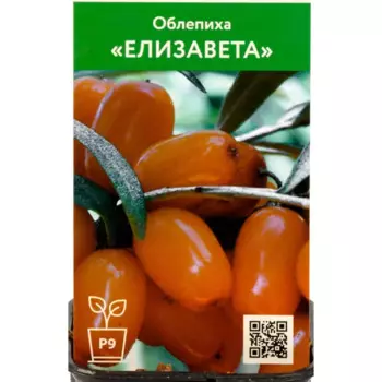 Облепиха Елизавета 9 h70 см