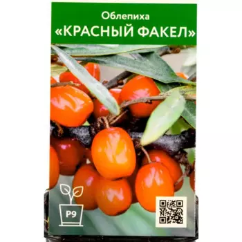 Облепиха Красный Факел 9 h70 см