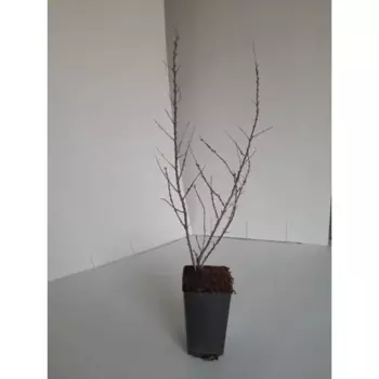 Облепиха Любимая С2 h40-60 см