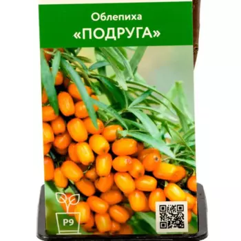 Облепиха Подруга 9 h70 см