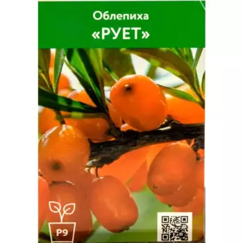 Облепиха Рует h70 см