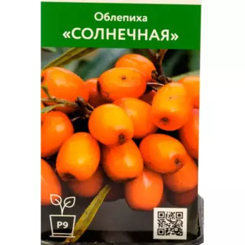 Облепиха Солнечная h70 см