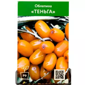 Облепиха Теньга 9 h70 см