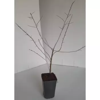 Облепиха Теньга С2 h40-60 см