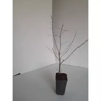 Облепиха Янтарная С2 h40-60 см