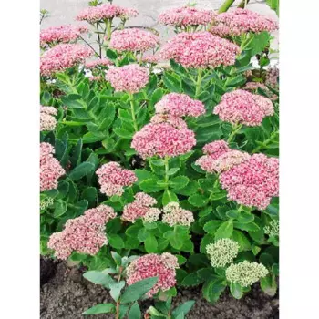 Очиток видный C2 15 h30 см