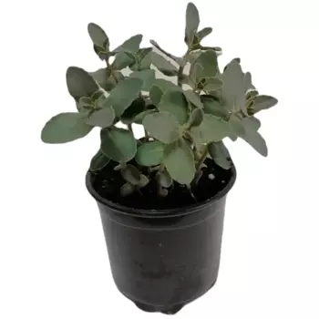 Очиток видный микс 12 h60 см Агрони