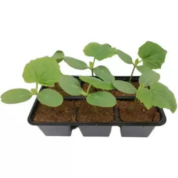 Огурцы Муравей 6 шт.