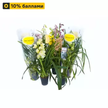 Орхидея Цимбидиум 12 h65 см