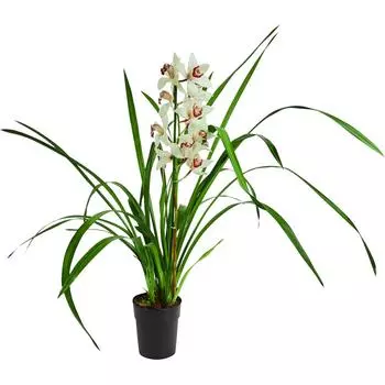 Орхидея Цимбидиум микс 14 h85 см