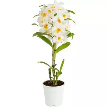 Орхидея Дендробиум Нобиле ø12 h50 см