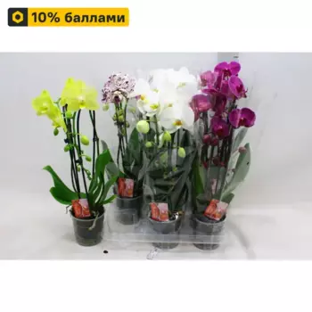 Орхидея Фаленопсис 12 h40 см