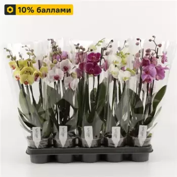 Орхидея Фаленопсис 12 h45 см