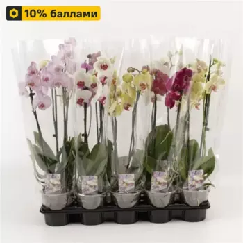 Орхидея Фаленопсис 12 h50 - 60 см