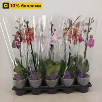 Орхидея Фаленопсис 12 h50 см