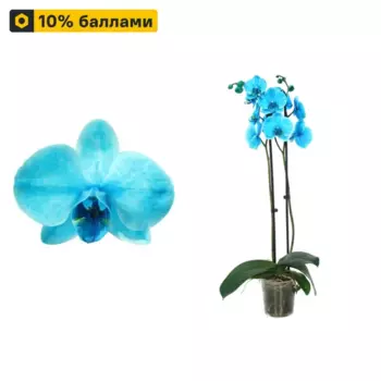 Орхидея Фаленопсис 12 h60 см