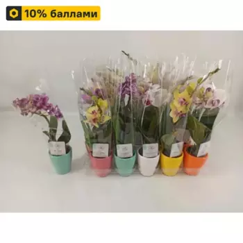 Орхидея Фаленопсис 1 ствол 6 h20 см