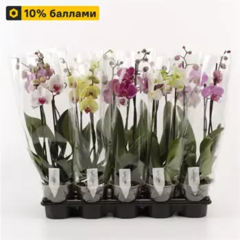Орхидея Фаленопсис 2 ствола 12 h45 см