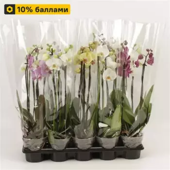 Орхидея Фаленопсис 3 ствола 12 h55 см