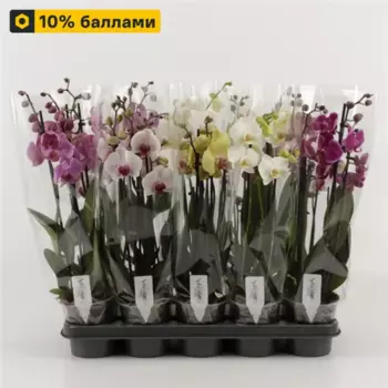 Орхидея Фаленопсис 4 ствола 12 h45 см