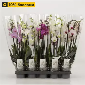 Орхидея Фаленопсис 5 стволов 12 h55 см