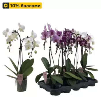 Орхидея Фаленопсис Амбрелла 12 h50 см