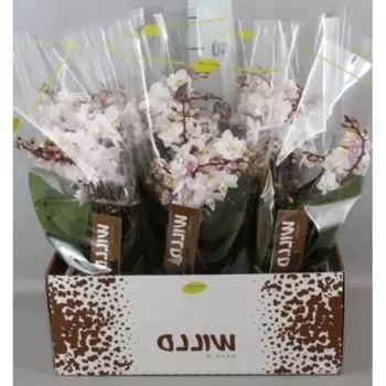 Орхидея Фаленопсис ампельный 12 h40 см