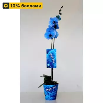 Орхидея Фаленопсис Блу 12 h60 см