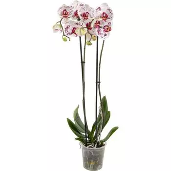 Орхидея Фаленопсис Калипсо ø12 h65 см