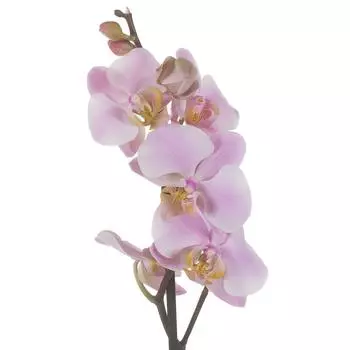 Орхидея Фаленопсис промо 12 h40 - 55 см