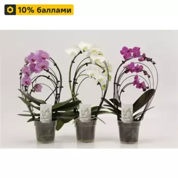 Орхидея Фаленопсис Радуга 12 h40 см