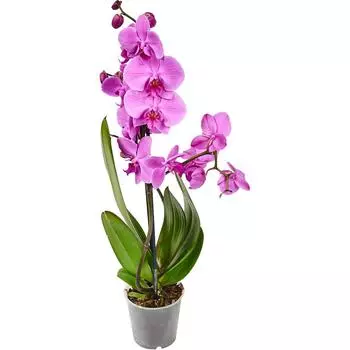 Орхидея Фаленопсис с ароматом ø12 h60 см