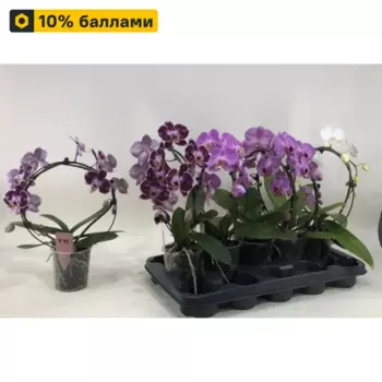 Орхидея Фаленопсис Зеркало 12 h40 см