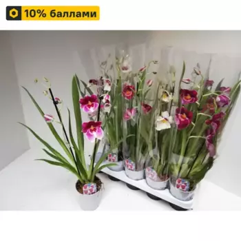 Орхидея Мильтония 12 h40 см