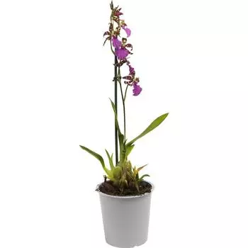 Орхидея микс 12 h60 см