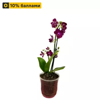 Орхидея мультифлора 9 h50 см