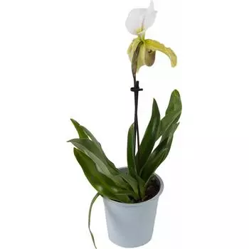 Орхидея Пафиопедилюм ø12 h50 см