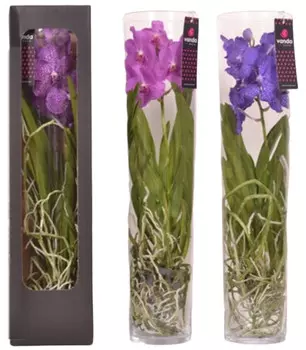 Орхидея Ванда в упаковке ø17 h70 см