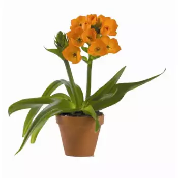 Орнитогалум 10 h30 см