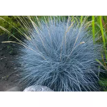 Овсяница сизая