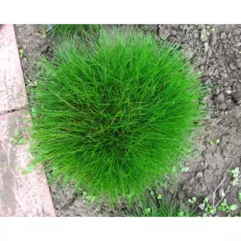 Овсяница зеленая Aprilgreen С2 h10 - 20 см