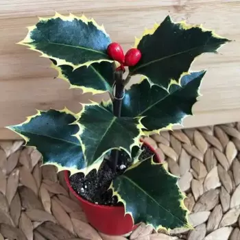 Падуб 21 h10 - 20 см